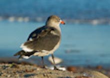 CRITTERS: BIRDS Gallery