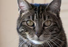 CRITTERS: CATS Gallery