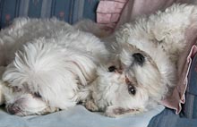 CRITTERS: DOGS Gallery