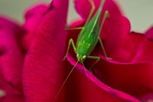 CRITTERS: INSECTS Gallery