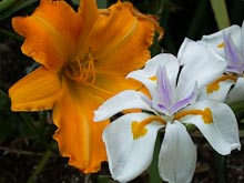 NATURE: FLOWERS Gallery